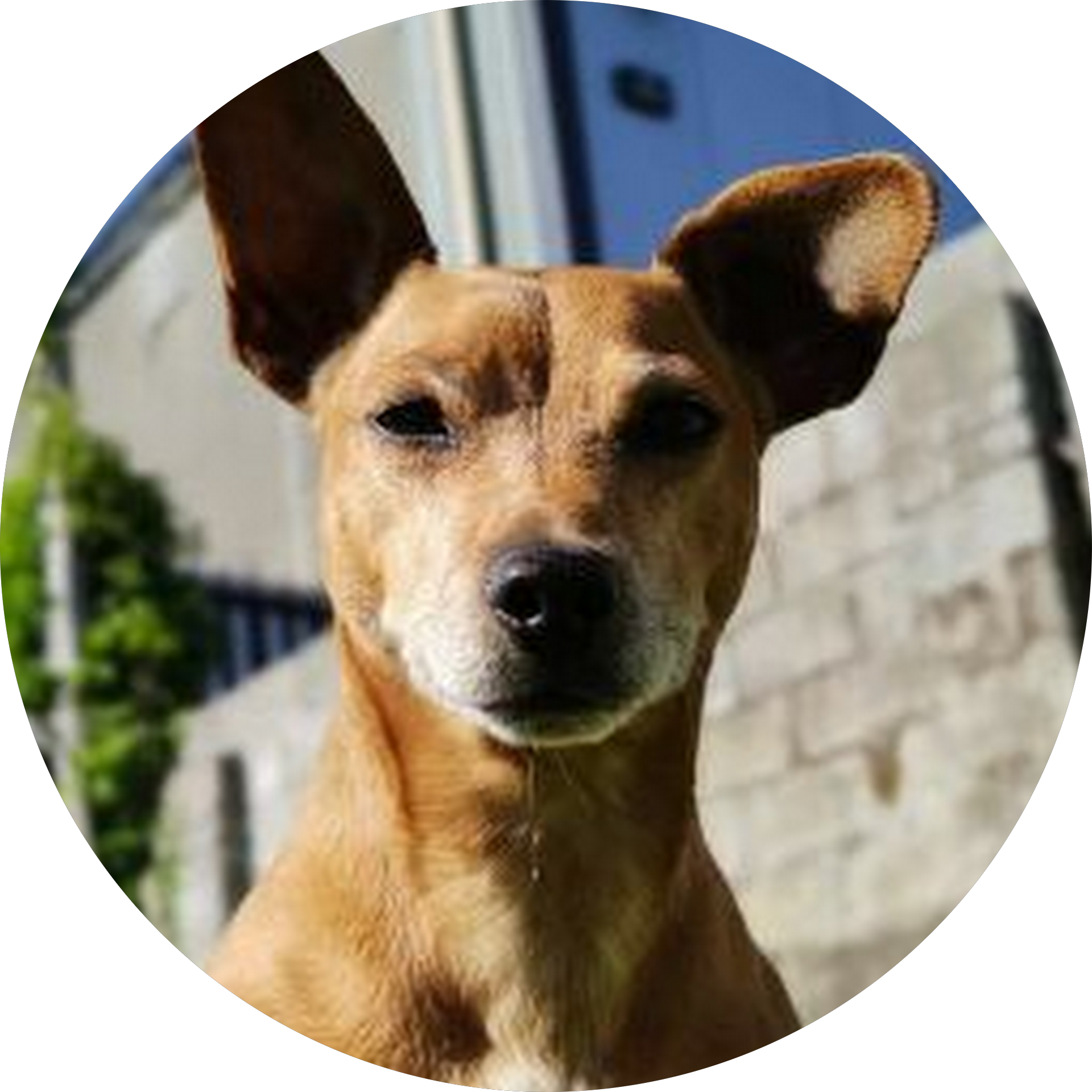user-profile-pic