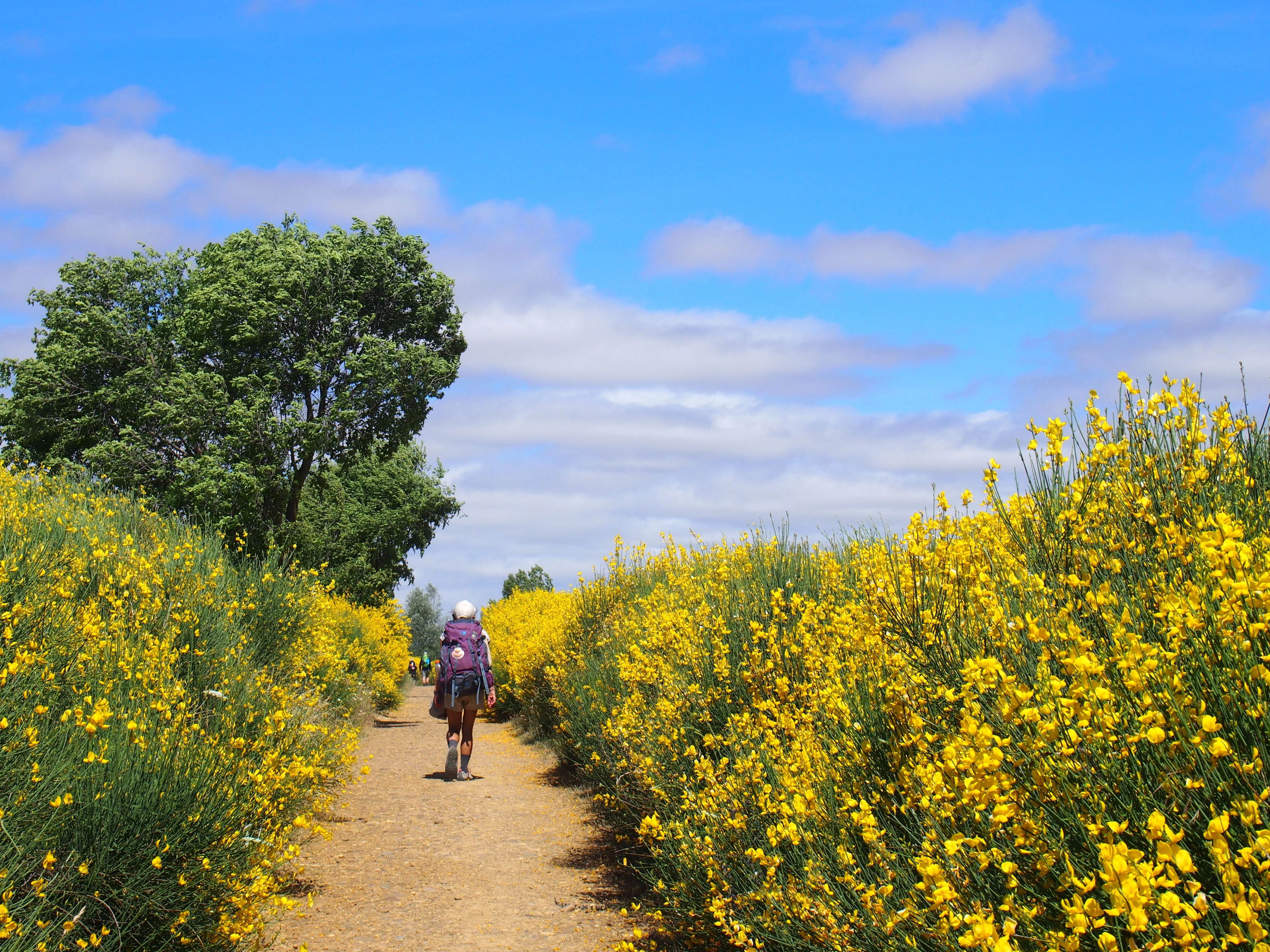 best time to do camino de santiago with pilgrims walking the French Way in spring